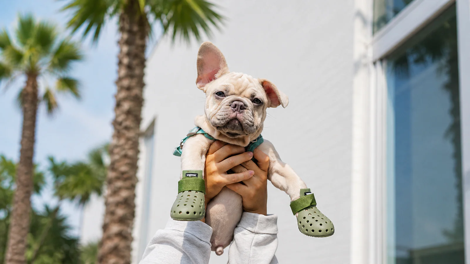 Elevated Style for Every Dog